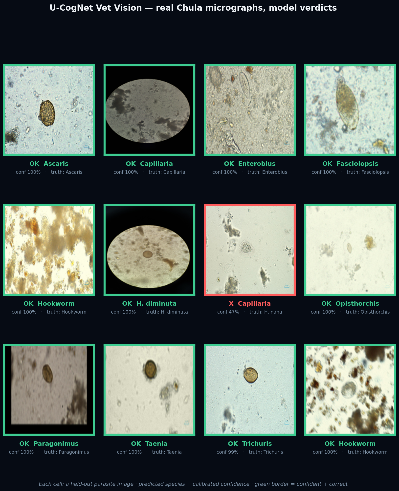 Detection gallery — real micrographs